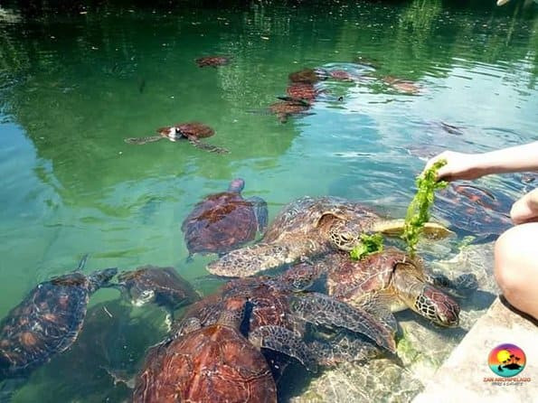 Swim with turtles sanctuary Zanzibar.