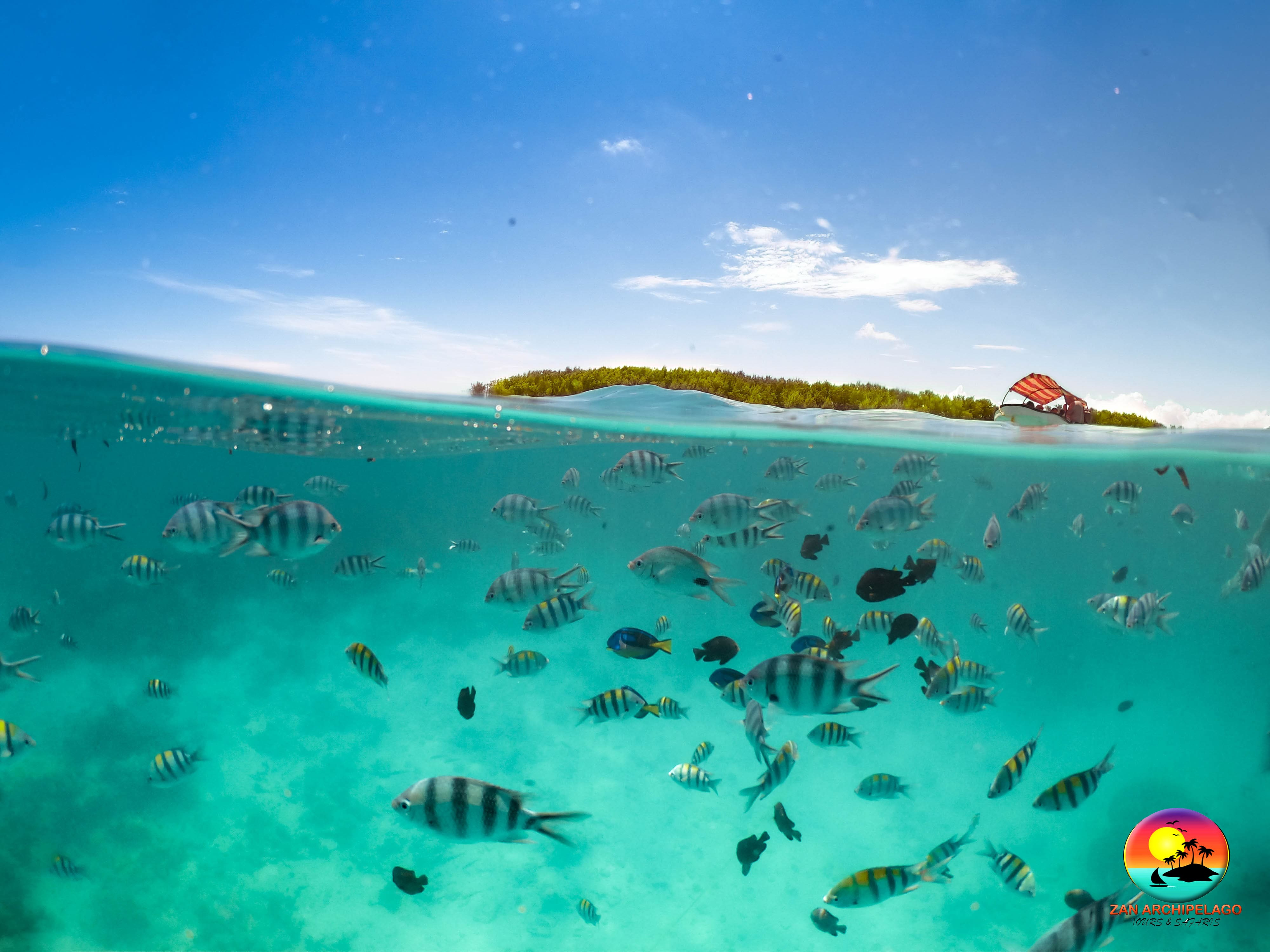 Mnemba Snorkelling Tour